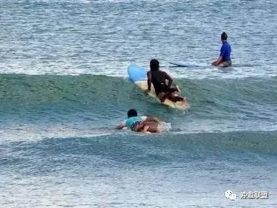 智慧问答网页 三个月的比熊犬一天吃多少狗粮?,解答你的所有疑问